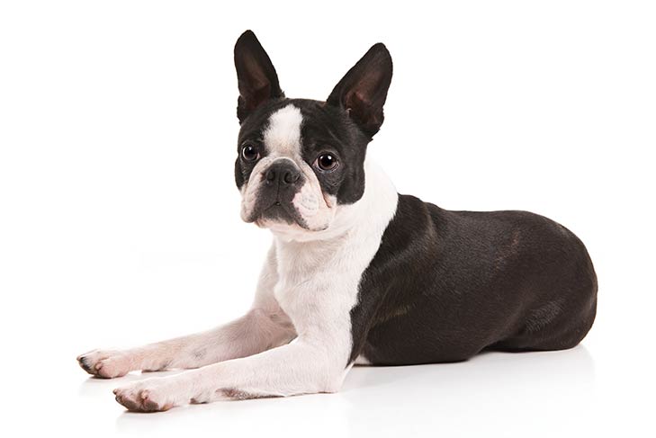 تصویر بوستون تریر (Boston Terrier)